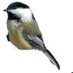Chickadee Kate (@chickadeekate) Twitter profile photo