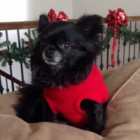 Patricia Schaible (@wyonana1) 's Twitter Profile