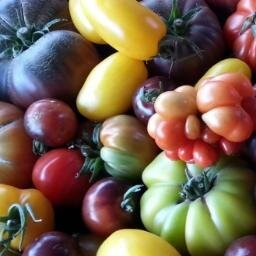 Growers of cranky but gorgeous vegetables.