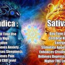 Halie scott - @Halie92 - Twitter