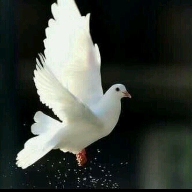 بلا وعي كل ما دعولي بالسعادة تخيلتك معي