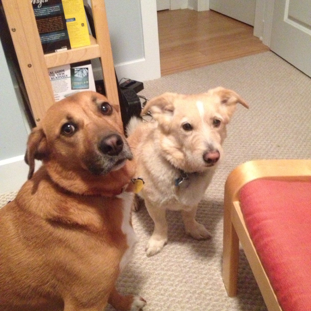 MegGainer's profile picture. Mostly following- occasionally tweeting.