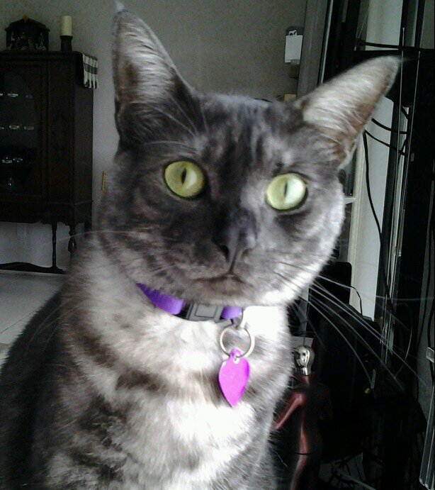 Pet Lover - Kitten Foster