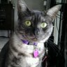 southfloridapet's profile picture. Pet Lover - Kitten Foster