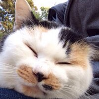 宇兵ヱ(うへえ) (@narasikao) 's Twitter Profile Photo