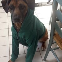 Rosie VMcP (@btraedora) 's Twitter Profile