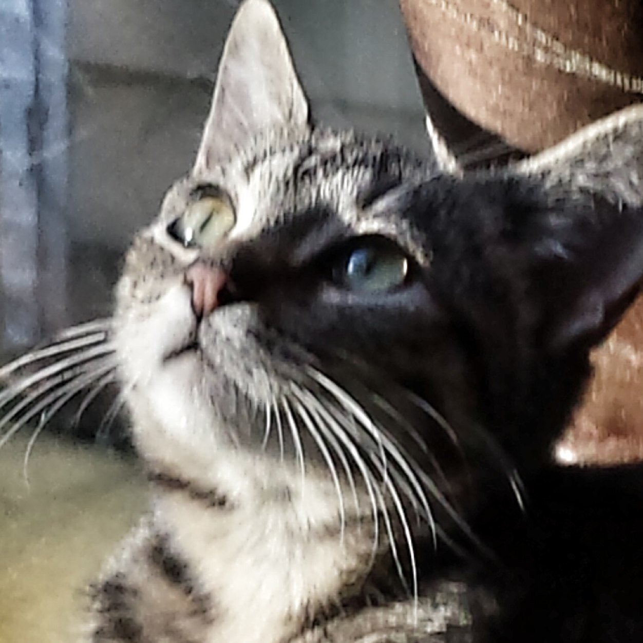 fnpvieira's profile picture. 