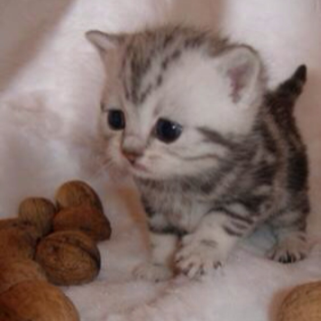 I iz kitteh! Bow downs to meh cutness! #RP #Cat