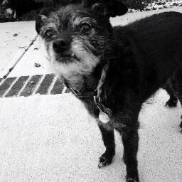 Scrapbooker, aspiring designer, and hound enthusiast. Visit the hounds and me @ http://t.co/CadSIFRZ3R