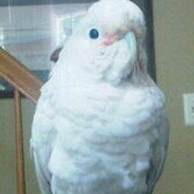 Birdie White birdie white whiteofbird Birdie White birdie white whiteofbird