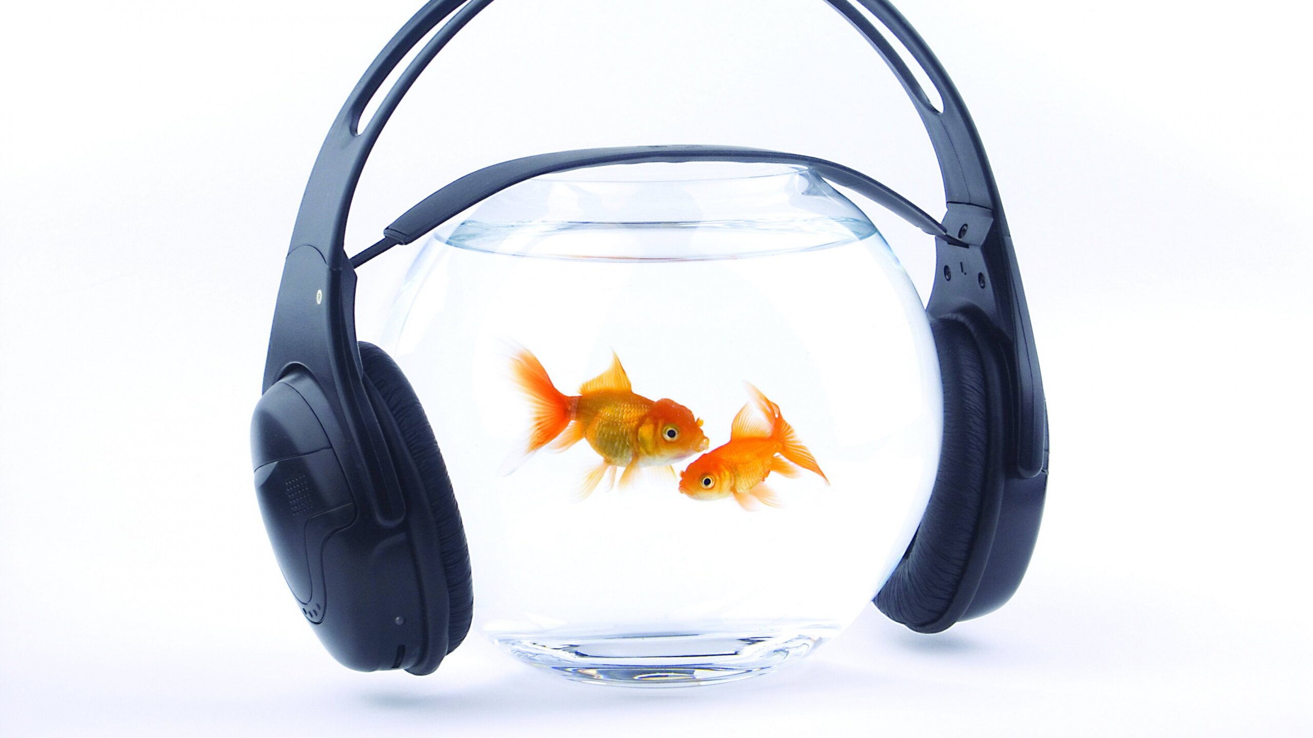 LilFishStudio's profile picture. Supporting and Educating people in the world of music….