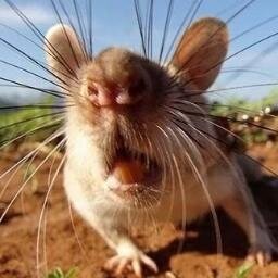 krisionish51's profile picture. 