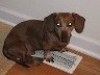 doxietrek's profile picture. CPA, stitcher, Bernadette's mom, NASCAR fan.  Missing my babies Oscar Worf and Penny Jasmine. 
Nobody hires a liberal accountant.