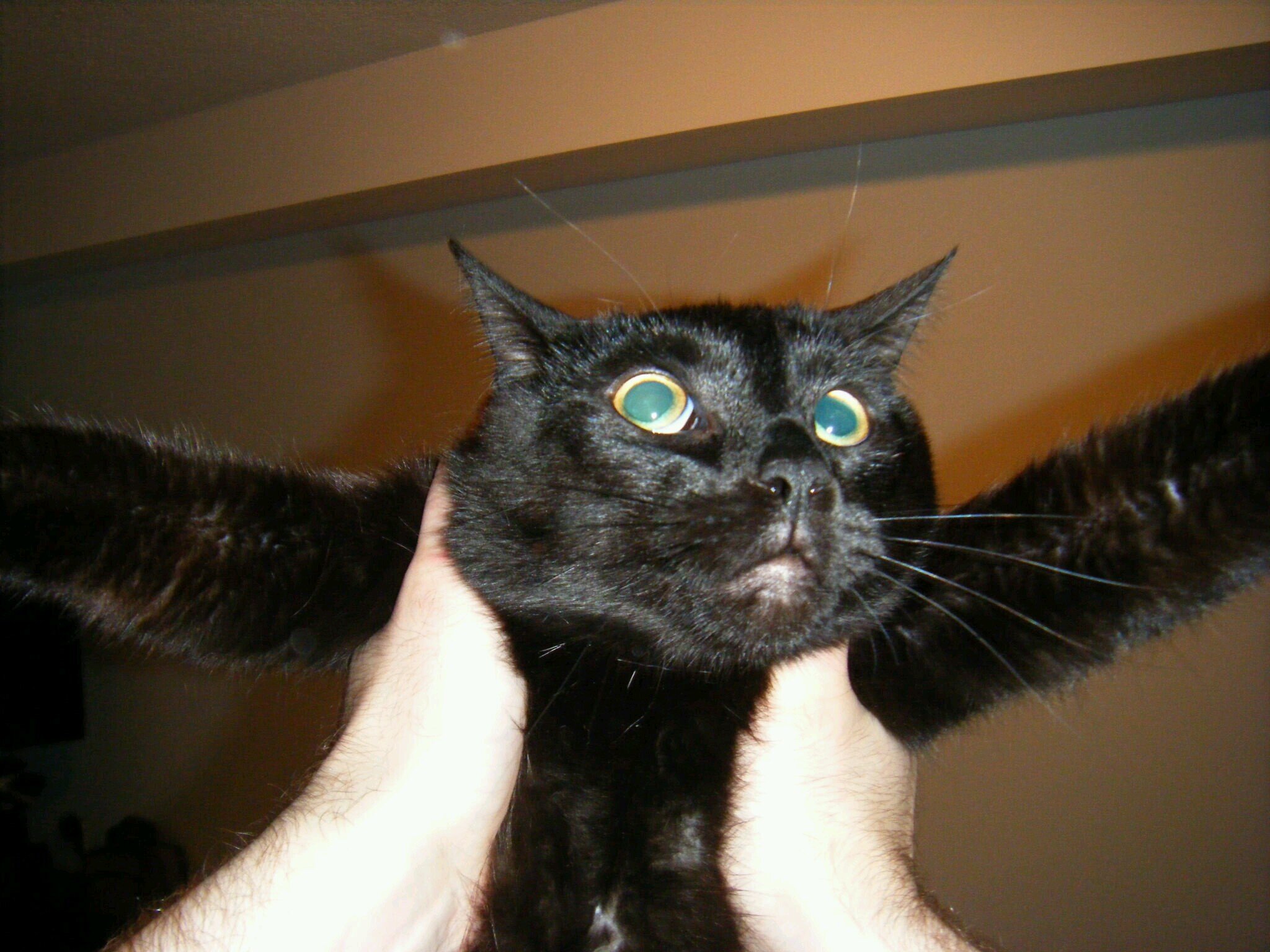 JoNoCoHo's profile picture. Influences no one on social media