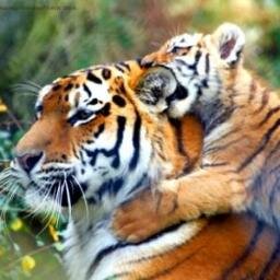 kumarindia1988's profile picture. لحجز موعد في مركز رؤية لطب و جراحة العيون http://t.co/jxVi9uYW78                           موقع المركز في خرائط جوجل                     http://t.co/lhvuYxS8pV