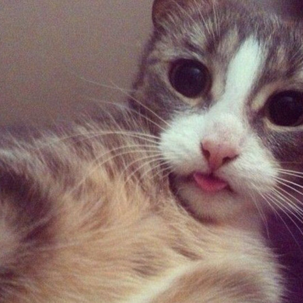 #CatLoverForever | Cats xx | Follow me | LiveMore | If cats are love, and so is you