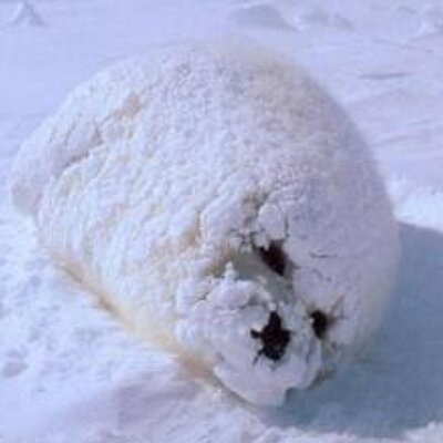 しもむら なめくじに塩かけたら縮むから水につけたら膨らむだろうと思ったのになめくじの中からなめくじでてきたどうしよう Http T Co 4ee2mhxsfm Twitter