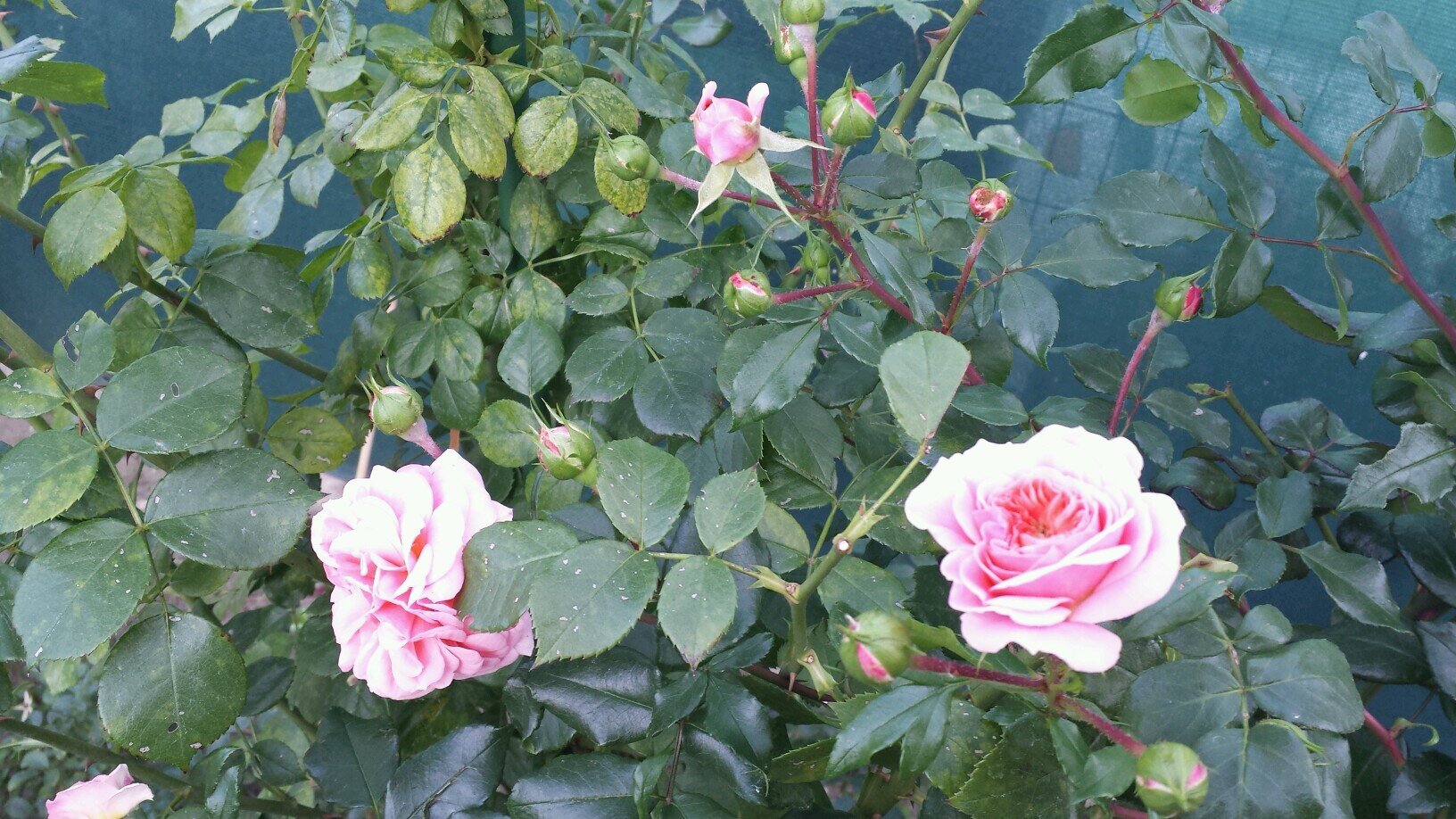 fifi_amin's profile picture. 