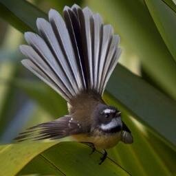 New Zealand Natural Sciences is a peer-reviewed journal documenting research in the earth, life, and environmental sciences of relevance to NZ or Antarctica.
