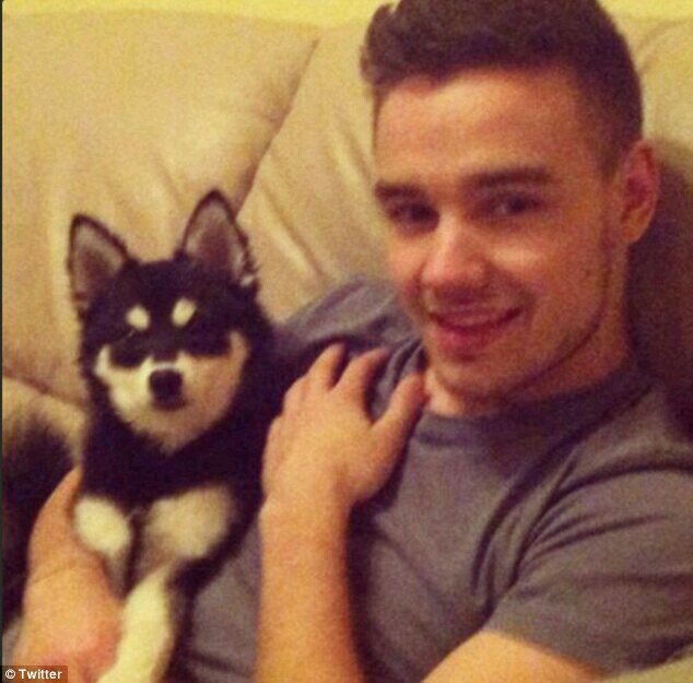 hollyrose5678's profile picture. I love dogs,one direction and most of all LIAM PAYNE !!!!!!!!