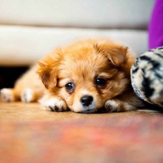 stevewang8's profile picture. 