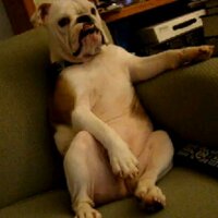 늙은 개 (@noul69) 's Twitter Profile Photo