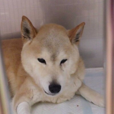 柴 我が家の柴犬が脱走しました 15歳のおばあちゃん犬です 目もあまり見えてなく後ろ脚が痛いのかスキップするように歩きます 新しい赤に白の水玉の首輪をしてます 大事な家族なんです 拡散お願いします 埼玉 春日部 宮代町 Http T Co