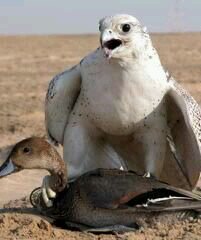 fawaz1174's profile picture. 