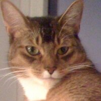 maxcatt (definitely not Greg Hahn) (@maxcatt) 's Twitter Profile