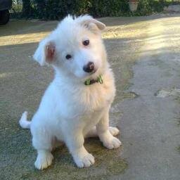 RobertoDeRossi's profile picture. 