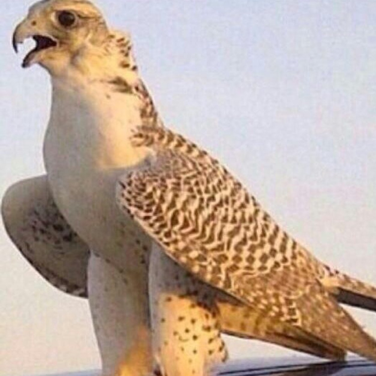 رَبِّ أَوْزِعْنِي أَنْ أَشْكُرَ نِعْمَتَك