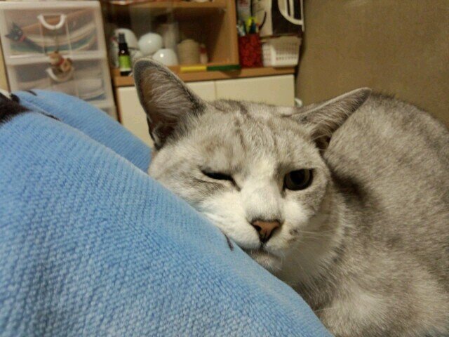 chickenbikes's profile picture. 