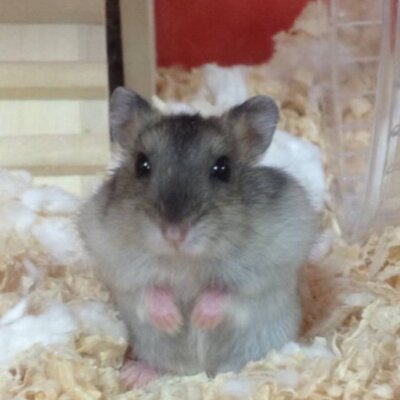 つーちゃん