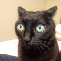 アンジュ (@cloveranju) 's Twitter Profile Photo