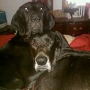 Doug Lowman - @2blackdanes - Twitter