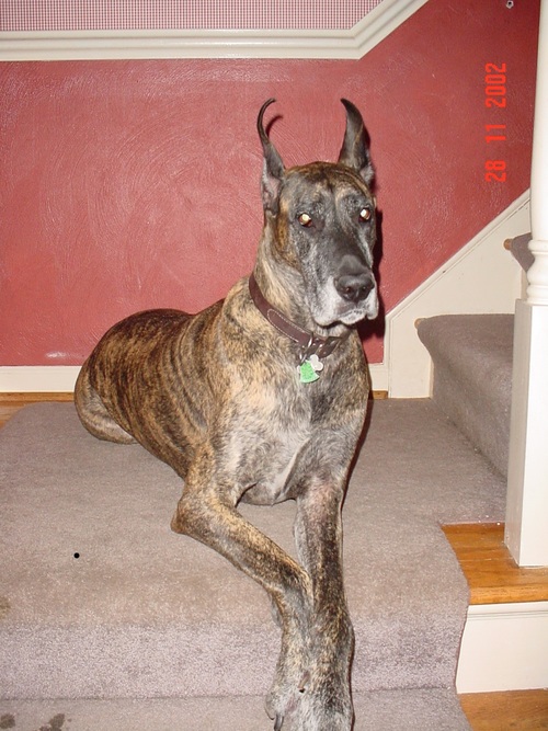 GreatDaneBigDog's profile picture. I am a big dog, although I think of myself as a small dog.  I am afraid of thunder. I don't like getting wet. My favorite game is tug.