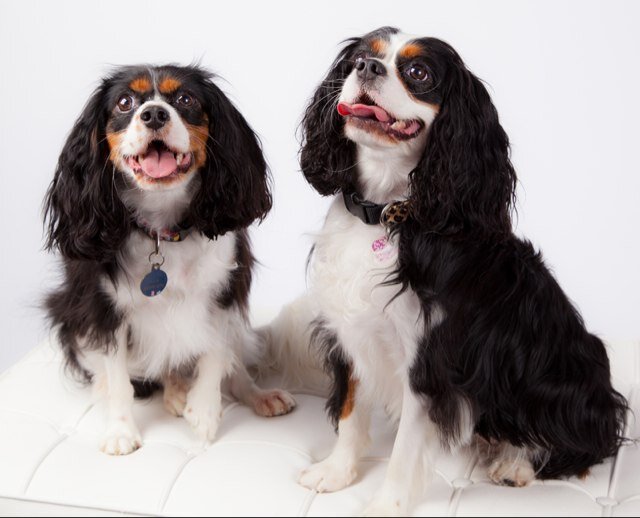 mtrapp17's profile picture. 