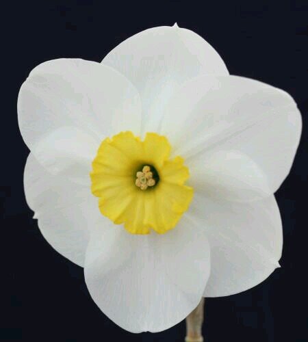 eskerfarmdaffs's profile picture. Esker Farm Daffodils. Home grown bulbs. large range of standard, intermediate and miniature bulbs. DM for mailing list.