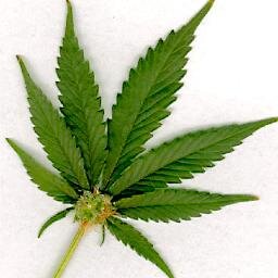 Chronicles of a Seed Planted In The Business of Marijuana Legalization