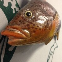 FishEBuck (@fishebuck) 's Twitter Profile