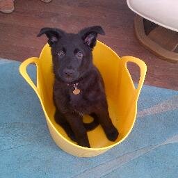Hi I am Beckie, a trainee police puppy for Devon and Cornwall Police. I have 7 brothers and sisters who are part of the B litter.