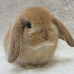 うさぎ好きのためのbotです！