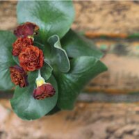 Chris Moss (@chrismossgarden) 's Twitter Profile