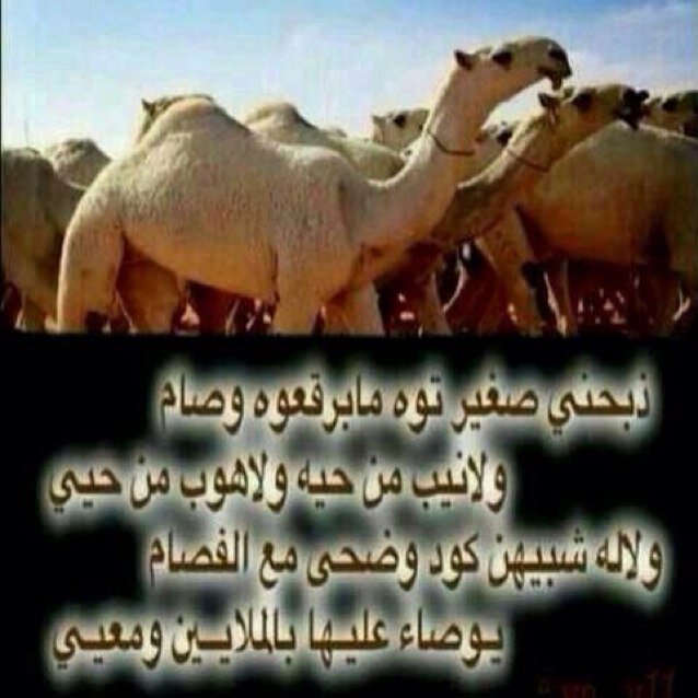‏منهجي الكتاب والسنه أحب علماء الدين وروائع الكلام والحكم ،، تموت الأسود في الغابات جوعاً ولحم الضأن تأكله الكلاب وعبد قد ينام على حرير وذو نسب مفارشه الترآب(