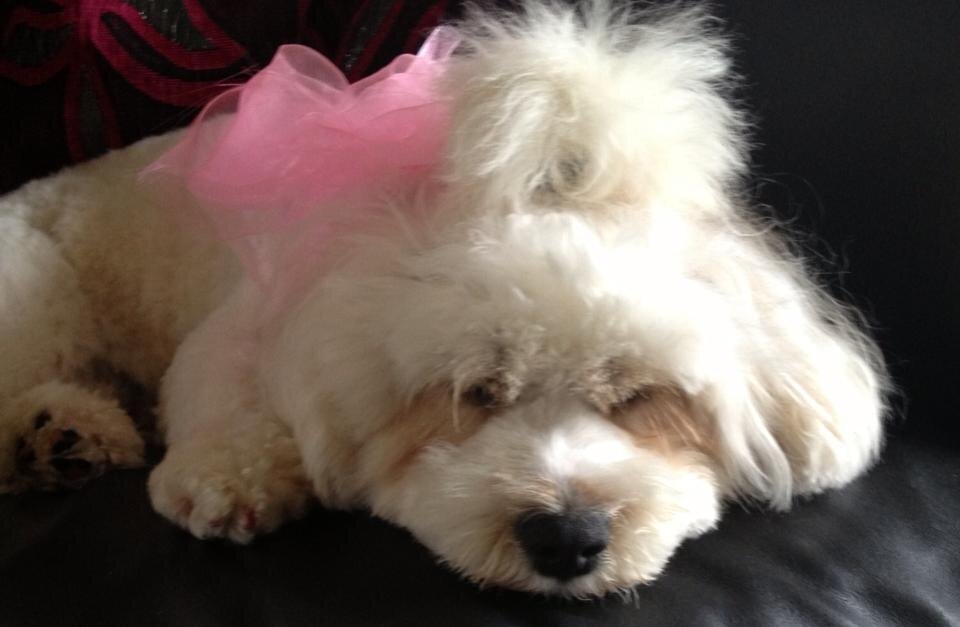 Hi i am Lady a white beautiful Cavachon and live with my parents in Birmingham.  I have two brothers Harvey and Ted. I am looking for fellow furry followers.