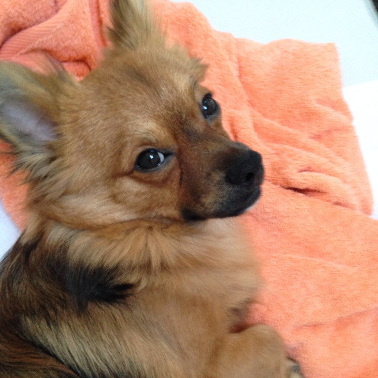 anniemacco1958's profile picture. I love my family,friends and my Club everything else is a bonus !! 💙⚽️