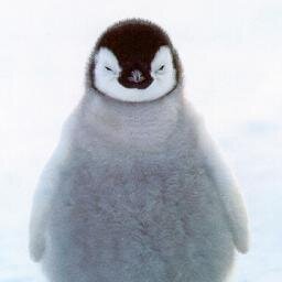 I love penguins