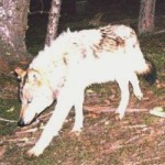 Get the real news about wolves, see trail cam photos, report sightings and predation.