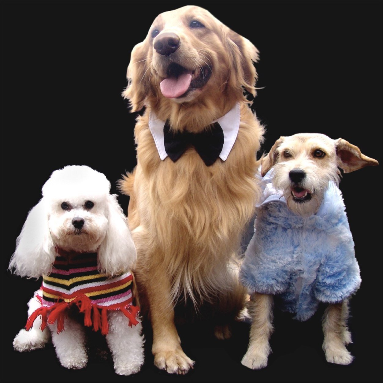 vkpets's profile picture. El amor por los animales hace que nuestro trabajo se vuelva pasión.