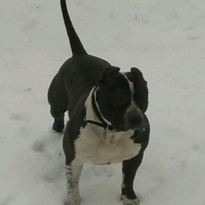 989Bullies's profile picture. est